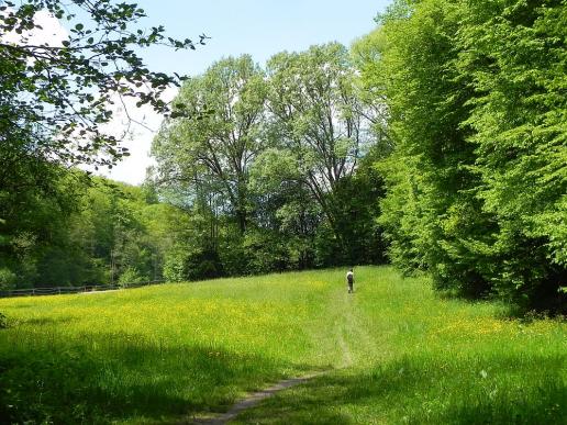 Naturweg Reichenbachertalweg Siebenmühlental 6